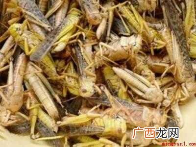 油炸蚂蚱怎么吃