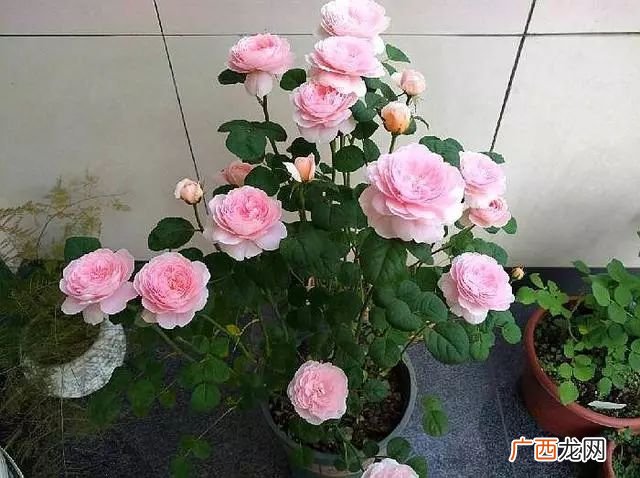 月季多头开花要修剪吗,多头月季养殖方法？