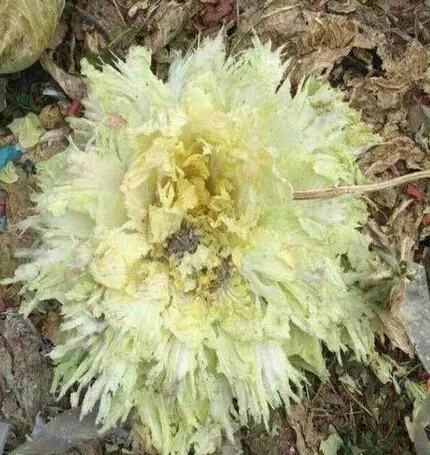 白菜花属于什么植物,白菜花萝卜花油菜花共同特点?