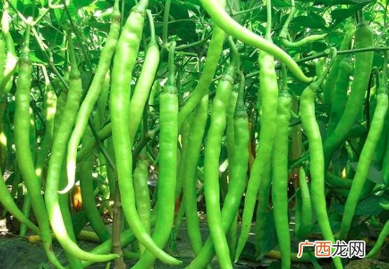 线椒和朝天椒的营养价值区别 线椒和朝天椒的区别