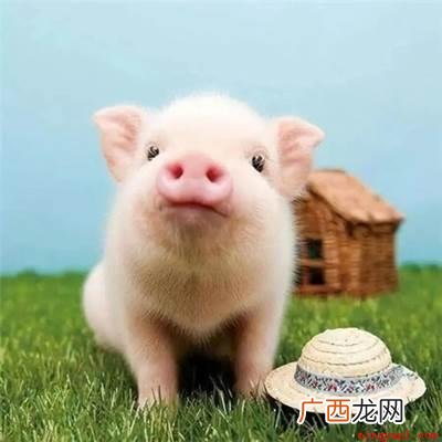 春华秋实打一生肖是什么