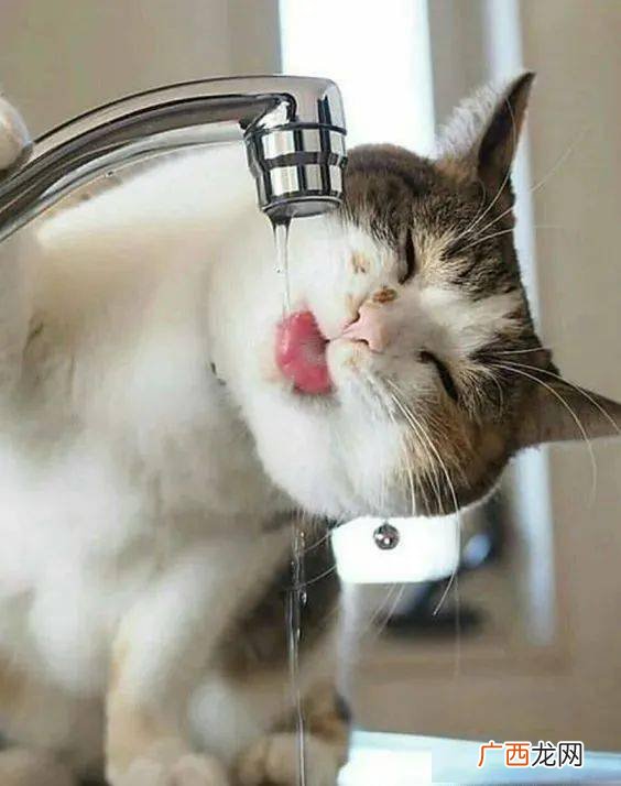猫咪一天喝多少水正常,一斤多的小猫每天喝多少水？