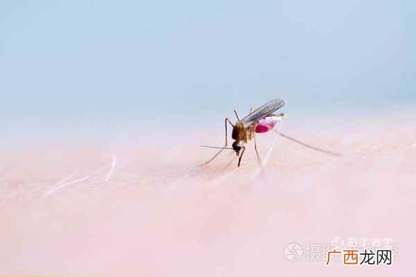 登革热的最初症状是什么 登革热的最初症状图片