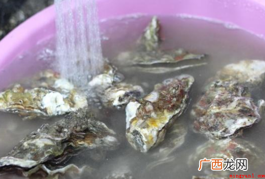 生蚝怎么清洗?这几个步骤你知道吗? 生蚝怎么清洗