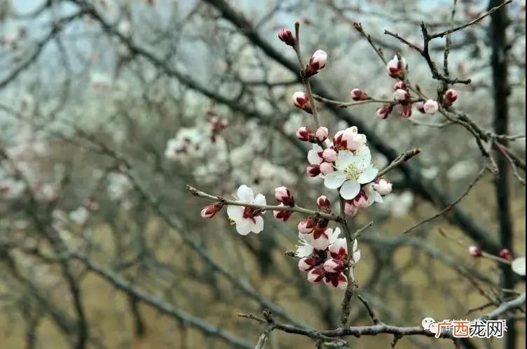 杏花的花语是什么杏花的寓意,“杏”象征什么？