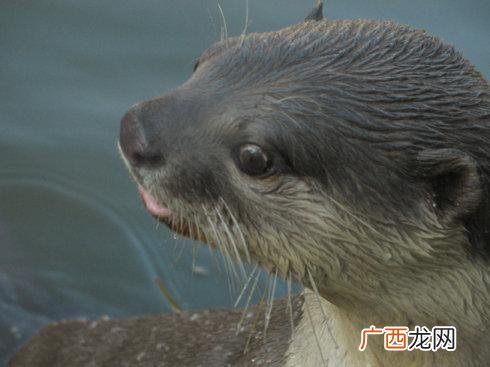 冰清玉洁代表什么动物,雪莲是什么？雪莲是植物还是动物？