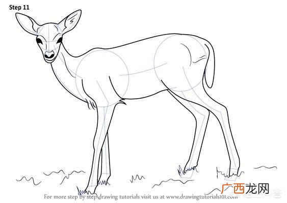 小梅花鹿怎么画,如何画鹿，鹿简笔画步骤图？