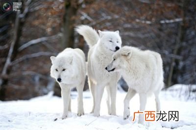 北极狼是什么动物,北极狼喜欢独居吗？