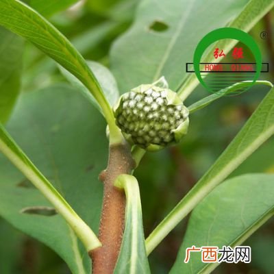 绿萝花开花吗,我家买了一盆绿萝，怎么只长叶不开花啊？