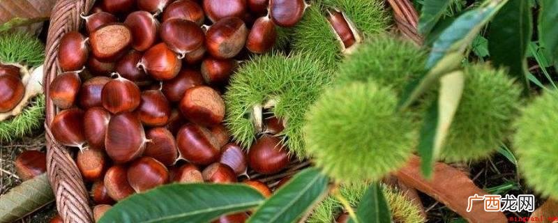 生理盐水的做法_健康频道 生板栗怎么去皮去壳