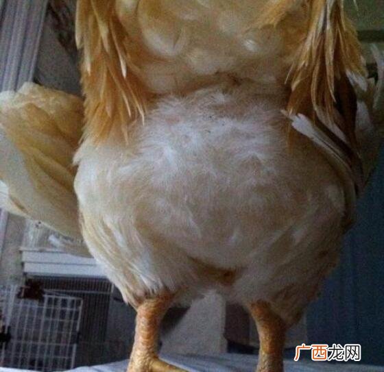 鸡屁股有毒吗,鸡身上有毒吗？