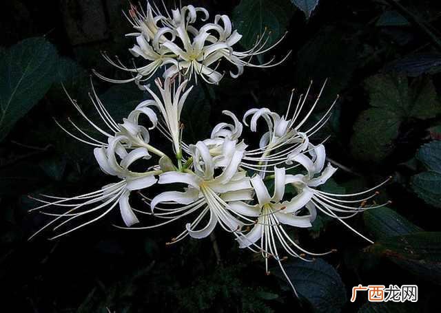 彼岸花花语,紫色彼岸花花语？