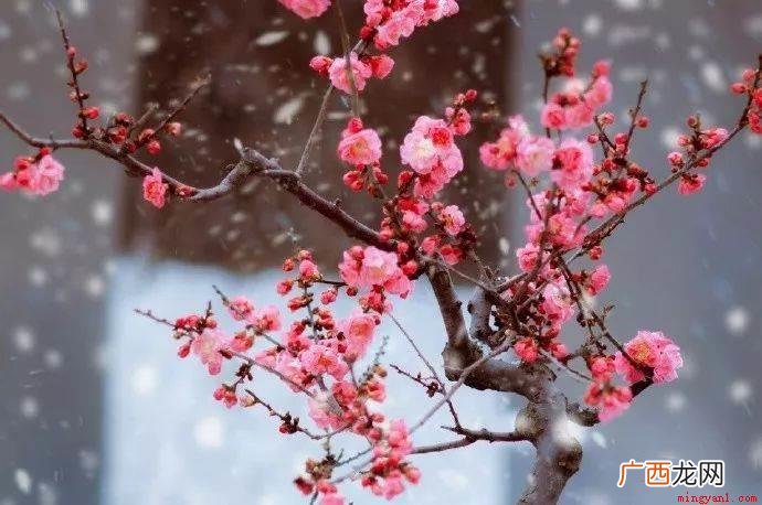 01 逆风如解意容易莫摧残什么意思
