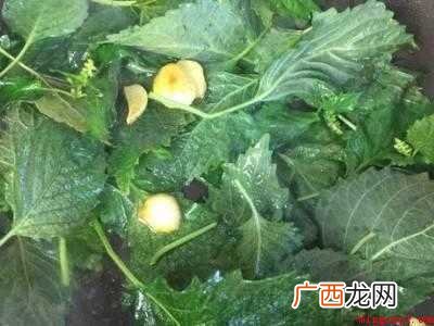 怎么吃紫苏