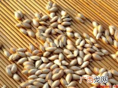 南瓜子怎么吃才好