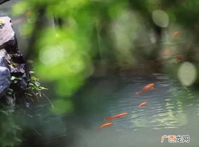 泉眼无声惜细流的下一句,泉眼无声惜细流，树阴照水爱晴柔这两句诗句中的意思是什么？