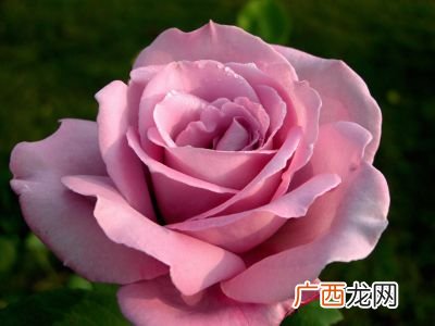 玫瑰和蔷薇有什么区别,爬藤玫瑰和蔷薇的区别?