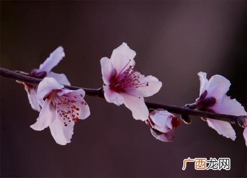 芬芳什么意思,芬芳和芳香什么意思？