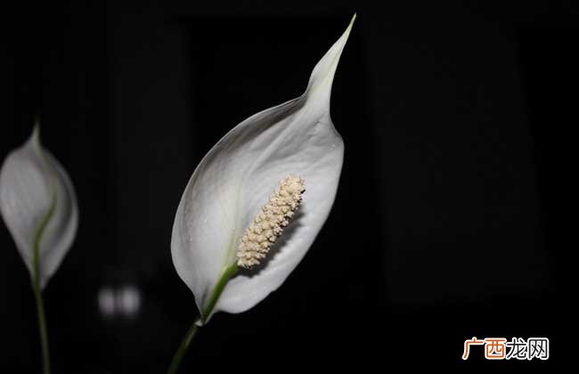 一帆风顺叶子下垂怎么办,一帆风顺换盆后出现叶子发黄耷拉怎么回事？