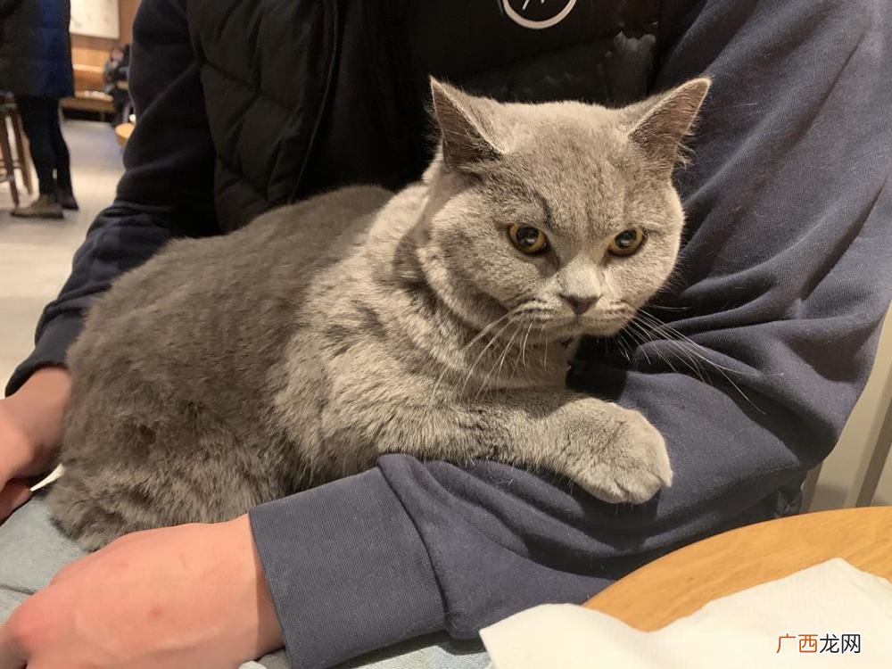 宠物猫咪会记住一个人多长时间 猫的智商相当于人的几岁