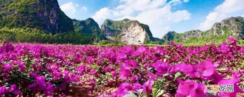 郴州市上百万花海占地近2000亩 百万花海在什么地方