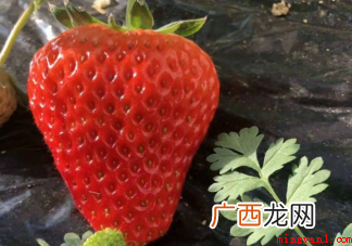 丹东99草莓为何那么甜?丹东草莓几月份最美味 丹东99草莓为什么这么甜