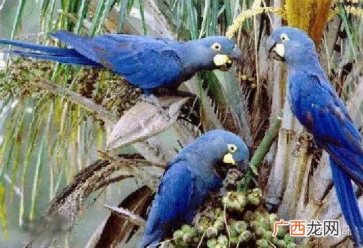 世界上的鹦鹉有多少种,鹦鹉类型？
