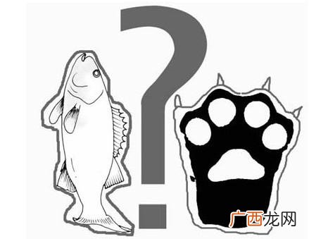 熊掌是什么意思,楚国代表什么动物？