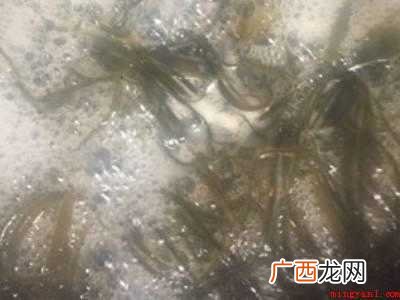怎么吃海带