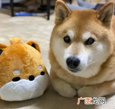 为什么柴犬有的叫豆柴,豆柴的优缺点?