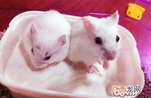 如何正确的给仓鼠洗澡,仓鼠怎样洗澡?多久洗一次？