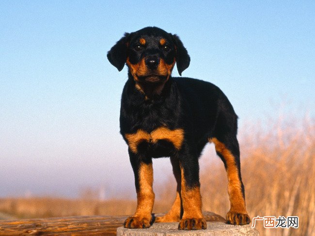 罗威纳犬介绍,耳朵立起来的罗威纳犬？