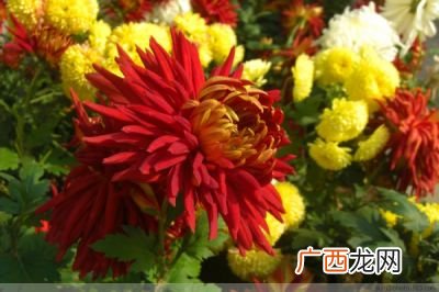 菊花长什么样子,菊花的形状分别有什么?