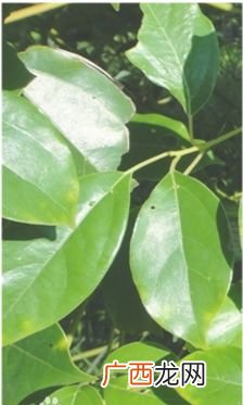 香樟树的叶以及果实有什么特点,药樟和香樟有什么区别?