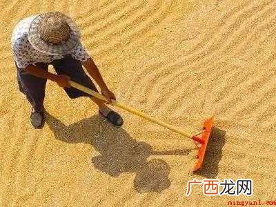 用什么方法可以长期保存小麦