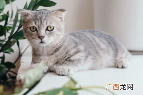 猫咪换牙的时间应该在什么时候,猫退牙需要多长时间？