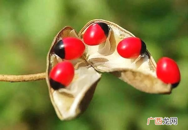 海南红豆可以吃吗,海南菜红豆炒韭菜怎么炒好吃？