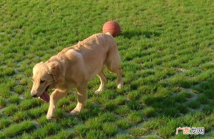 中大型犬有哪些,哪种大型犬最适合家养，盘点适合家养的10种大型犬？