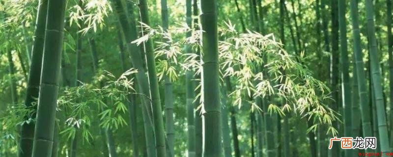 竹子的种类有哪些? 竹子有什么用处