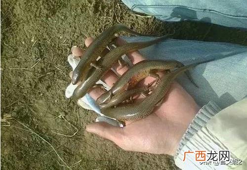 吃了狗婆蛇有什么好处,狗婆蛇有什么好处？
