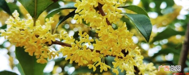 桂花的食用方法是将桂花清洗晾干,制做成桂花蜜、桂花茶等食品类 桂花的吃法