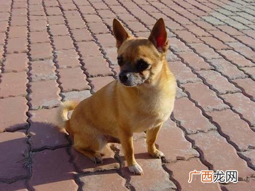 鹿娃犬的饲养,鹿娃犬与吉娃娃的哪个聪明好训练？