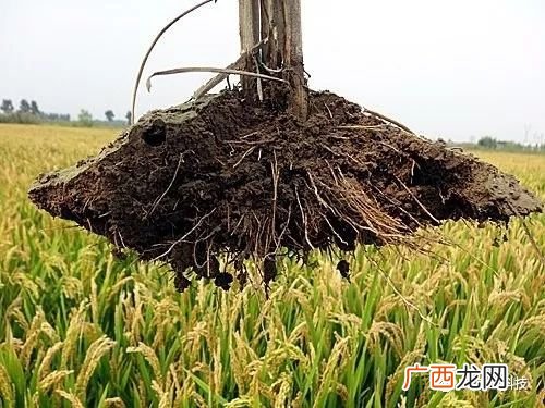 水稻的直播技术与方法,杂交水稻旱直播栽培技术？