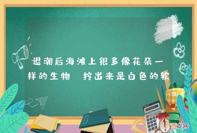 退潮后海滩上很多像花朵一样的生物，挖出来是白色的软体动物