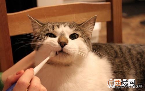 猫咪吐白沫是怎么回事,猫咪口炎呕吐白沫粘液怎么回事？
