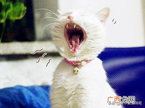 猫咪吐白沫是怎么回事,猫咪口炎呕吐白沫粘液怎么回事？