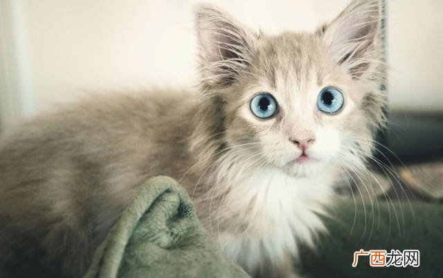 猫咪吐白沫是怎么回事,猫咪口炎呕吐白沫粘液怎么回事？