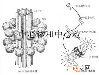 中心体由什么组成,细胞由哪三部分构成？