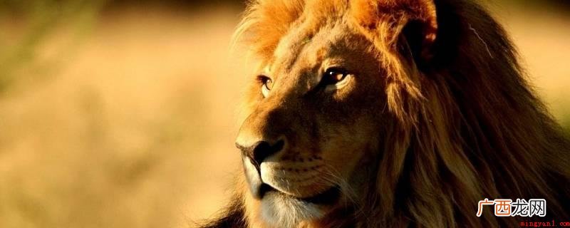以食之味的动物有猪、老鼠、小猴子、虎、狮子座、棕熊、狼等 以食为天的动物有哪些