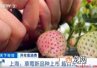 菠萝味草莓一斤150元